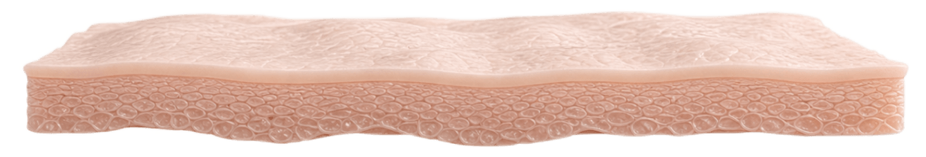 표피층 (epidermis) 구조 이미지